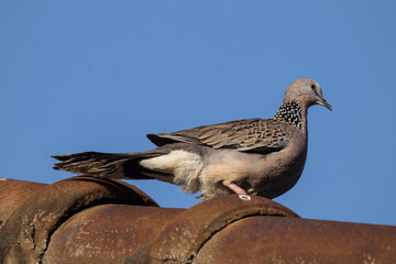 Brown Pigeon sitting on house roof