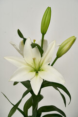 white lily flower