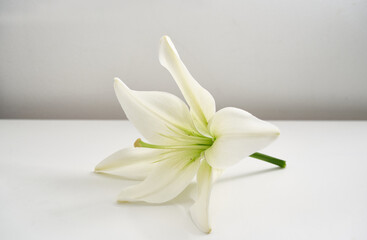 white lili macro