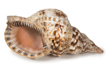 Beautiful large conch shell