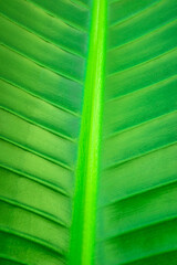 Green leaf background with texture. Tropical leaf closeup .