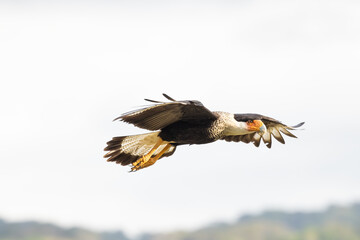 The crested caracara (Caracara plancus) is a bird of prey in the family Falconidae. It is found from the southern United States through Central and South America to Tierra del Fuego.