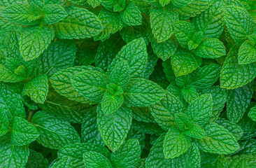 Mint leaves Pattern. Green Mint Plant Grow Background closeup. © nataliazakharova