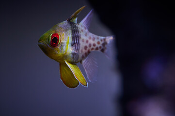 Cardinal Pajama Fish in Saltwater Reef Aquarium - 570932277
