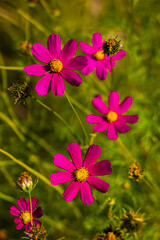 Fototapeta premium red yellow purplish cosmos flowers on a green blurred background with bokeh of grass and stems and other flowers from close up in bright sunny weather