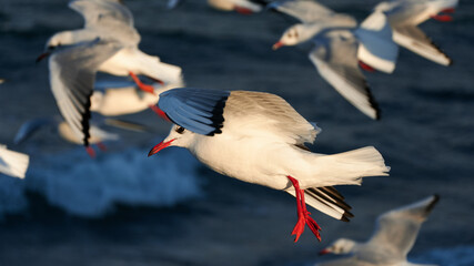 flying birds in the sky