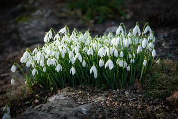 Snowdrops