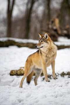 Wolf in the forest with winter background