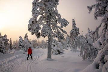 Woman cross country skiing in Lapland Finland