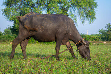Naklejka na ściany i meble Asian water buffalo walking in the field