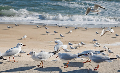 Seagulls on the pier near the sandy shore