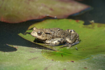 A common toad perching on a lily pad in a pond. 