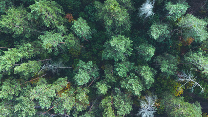 Aerial View Over a Pine tree forest