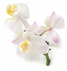 Naklejka na ściany i meble Phalaenopsis Orchid white
