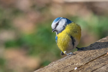 Blue tit (Cyanistes caeruleus or Parus caeruleus) Wildlife photo