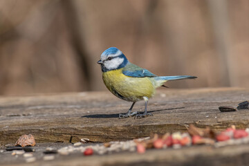 Blue tit (Cyanistes caeruleus or Parus caeruleus) Wildlife photo