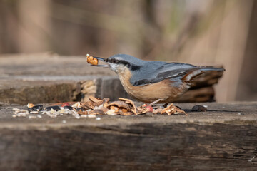 Close up picture of Eurasian nuthatch (Sitta europaea)