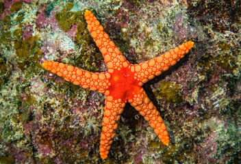 Orange Sea star on a coral, Mauritius, Indian ocean
