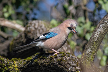 Closeup of Eurasian Jay- Garrulus glandarius in its natural habitat
