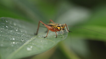 a cricket with a yellow body and brown legs is perched on a leaf with a few dewdrops around it
