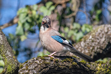 Closeup of Eurasian Jay- Garrulus glandarius in its natural habitat
