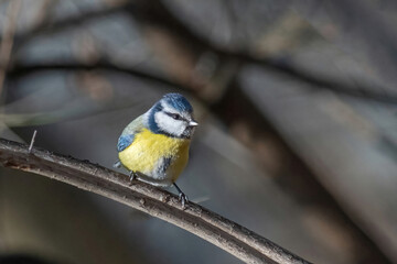 Blue tit (Cyanistes caeruleus or Parus caeruleus) Wildlife photo