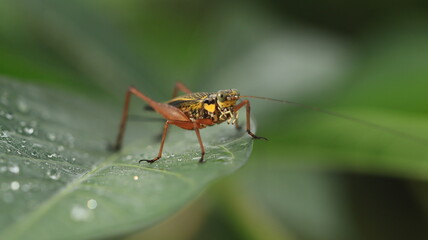 a cricket with a yellow body and brown legs is perched on a leaf with a few dewdrops around it