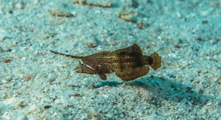 Razorfish (Iniistius pavo) on a sandy bottom, Mauritius, Indian ocean - obrazy, fototapety, plakaty