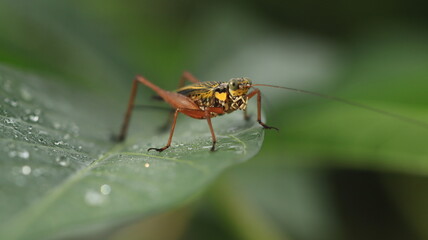 a cricket with a yellow body and brown legs is perched on a leaf with a few dewdrops around it