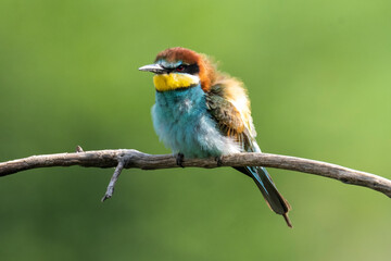 Beautiful nature scene with European bee-eater Merops apiaster. Merops apiaster in the nature habitat