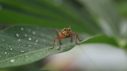 a cricket with a yellow body and brown legs is perched on a leaf with a few dewdrops around it