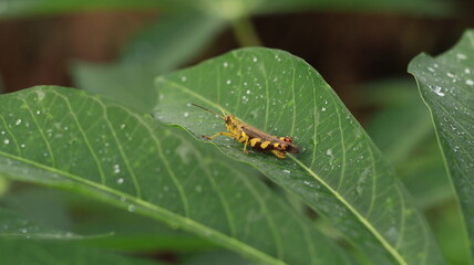 a brown and orange grasshopper perched on a cassava leaf with a few drops of dew around it