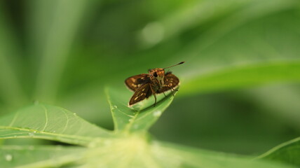 a winged beetle with its tiny antennae is perched on a green leaf