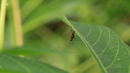flies perched behind the cassava leaves, as if they were camouflaging
