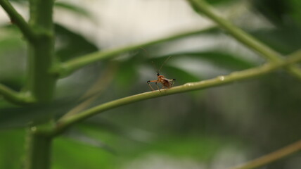 a small yellow insect with long enough antennae perched between cassava leaf stalks