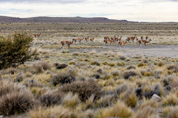 Herd of Guanacos in the Parque Patagonia in Argentina, South America