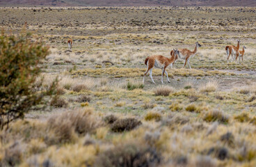 Herd of Guanacos in the Parque Patagonia in Argentina, South America