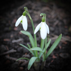 Snowdrops