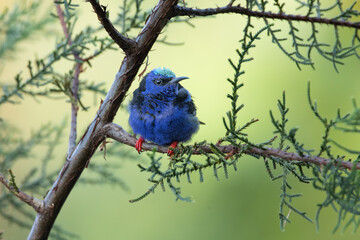 The red-legged honeycreeper (Cyanerpes cyaneus) is a small songbird species in the tanager family (Thraupidae). It is found in the tropical New World from southern Mexico south to Peru, Bolivia.