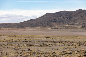 Guanaco in the Parque Patagonia in Argentina, South America