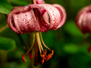 Lily martagon, a beautiful forest pink flower