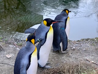 Pinguine - Königspinguin / Kaiserpinguin am Wasser und Eis
