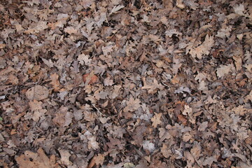 Assorted Dry Brown Leaves on the Ground Close Up
