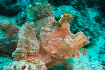 Pink paddle-flap scorpionfish (Rhinopias eschmeyeri) close up, Mauritius, Indian ocean