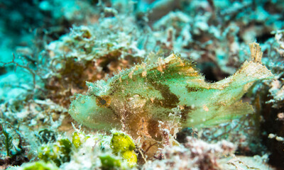 Leaf fish close up, Mauritius, Indian ocean