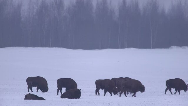 Herd of European bisons (bison bonasus) in winter landscape