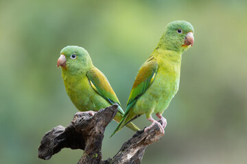 Fototapeta na wymiar The orange-chinned parakeet (Brotogeris jugularis), also known as the Tovi parakeet, is a small mainly green parrot of the genus Brotogeris. It is found from Mexico, through Central America.