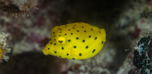 Yellow juvenile cowfish, Mauritius, Indian ocean © Venko