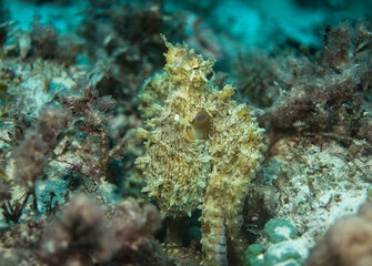 Octopus  skin structure, Mauritius, Indian ocean