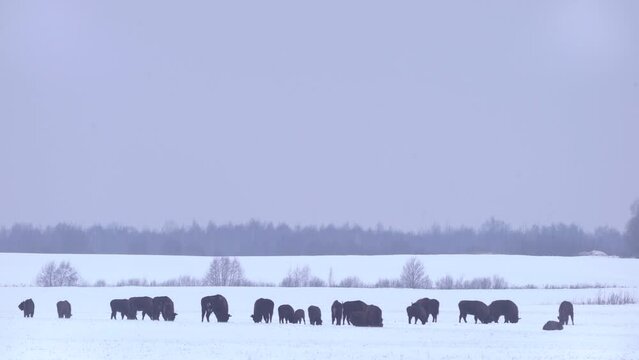 Herd of European bisons (bison bonasus) in winter landscape